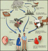 توکسو پلاز موسس 