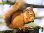 Red Squirrel