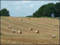 Field of straw bales