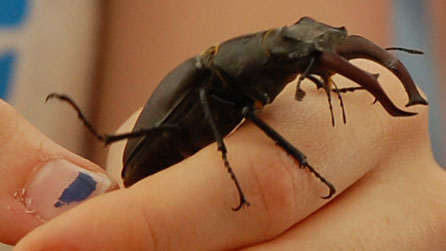 A volunteer holds a stag beetle found at the Springwatch Wild Day Out
