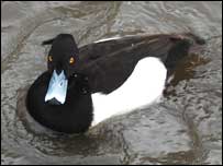 Tufted Duck @ Fairburn Ings