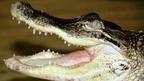 An alligator