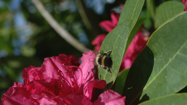 Out for a Sunday walk with the family in Crombie Park, Angus, David Scott from Broughty Ferry spotted this foggy bummer sunbathing on a rhododendron leaf. He says, "Disappearing bees? Naw, they've a' buzzed off for a kip!"