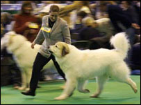 Os juízes são duros com os cachorros mas também com seus donos