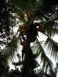 coconut fella doing his thing