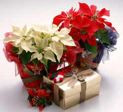 poinsettia