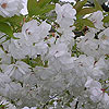 Prunus avium 'Plena'
