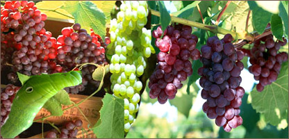 کرم انگورتاک