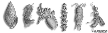 Foto: M. Lak, P. Tafforeau, D. Néraudeau (ESRF Grenoble et UMR CNRS 6118 Rennes)