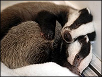 Two badger cubs
