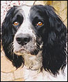 Tubs the springer spaniel by John Ward 