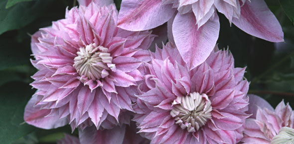 Clematis Josephine™ Evijohill(N)