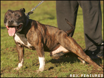O Staffordshire Bull Terrier é o preferido dos ladrões britânicos