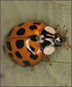 Harlequin ladybird (Michael Majerus)