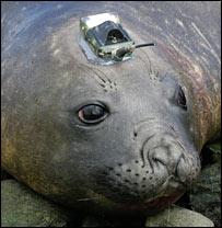 Elefante-Marinho (foto SMRU)