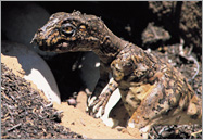 Baby allosaurus