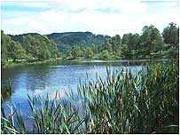 Queen Elizabeth Forest