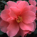 Camellia, Camellia 
