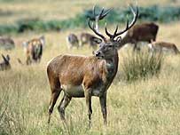 Red Deer