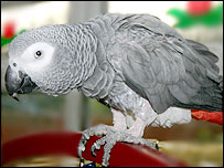 Papagaio cinza africano