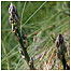 Wild Asparagus