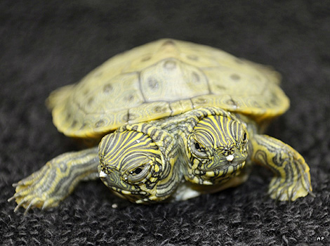 A two-headed turtle, San Antonio Zoo, Texas