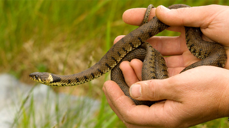 Grass snake by Dave Hill @ DEFRA