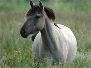 Pony on Wicken Fen