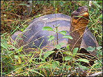 Tartaruga encontrada em Isabela (Foto:Claudio Ciofi)