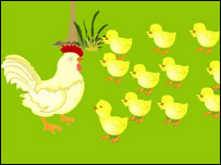 چوچه مرغها با مادرشان