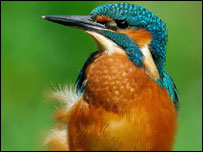 Kingfisher. Photo: Derek Bilton
