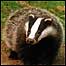 Badger