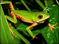 Espécie do gênero Phyllomedusa encontrada pela expedição (Foto: Agustín Camacho)