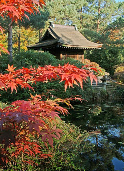 An acer in the Japanese Garden at Tatton Park