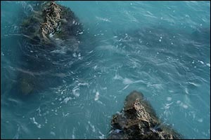 مائده افشار