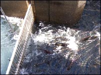 د کبانو د روزنې فارم 