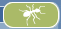 Ant