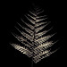 Fern