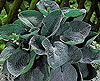 Hosta 'Big Daddy'