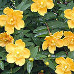 Hypericum
