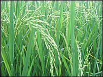 धान की खेती