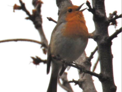 A robin in Italy