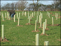The young Buckle Wood
