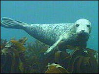 Grey seal