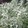 Artemisia 'Valerie Finnis'