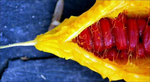 Photo by Rakesh Chandode