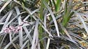 Ophiopogon planiscapus 'Nigrescens'