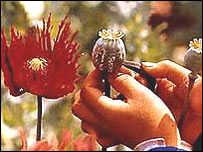 مزرعه خشخاش در افغانستان