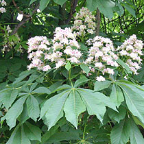Aesculus hippocastanum