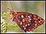 A higher brown fritillary butterfly